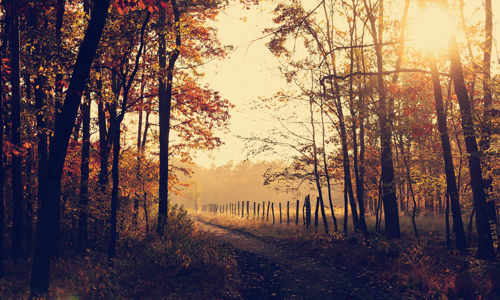 Amazing Fall Colors